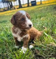 Katy, a female Miniature Goldendoodle for sale in Idabel, OK – 8 of 8