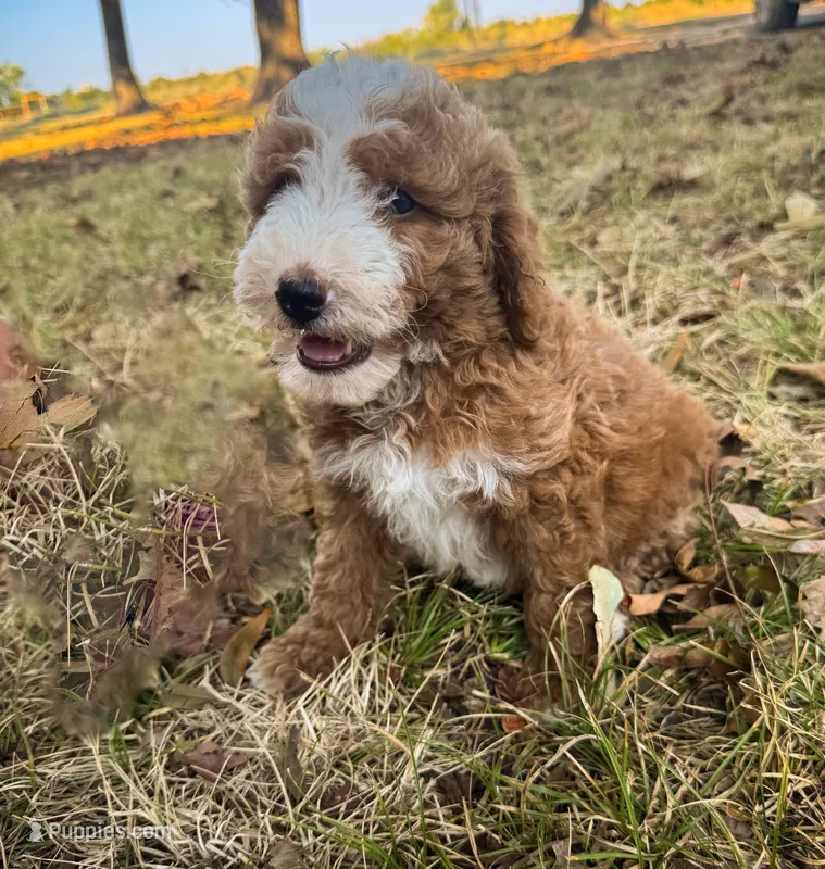 Tim – Miniature Goldendoodle puppy for sale in Idabel, OK