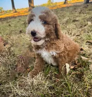 Tim, a male Miniature Goldendoodle for sale in Idabel, OK – 5 of 8
