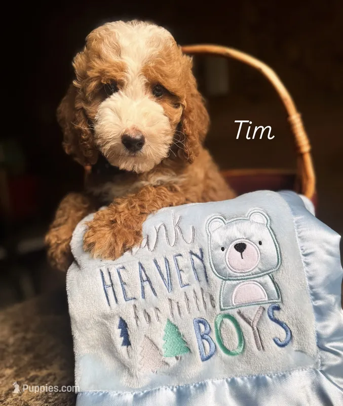 Tim – Miniature Goldendoodle puppy for sale in Idabel, OK