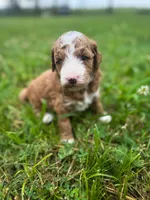 Bruce Lee, a female Miniature Goldendoodle for sale in Idabel, OK – 3 of 5