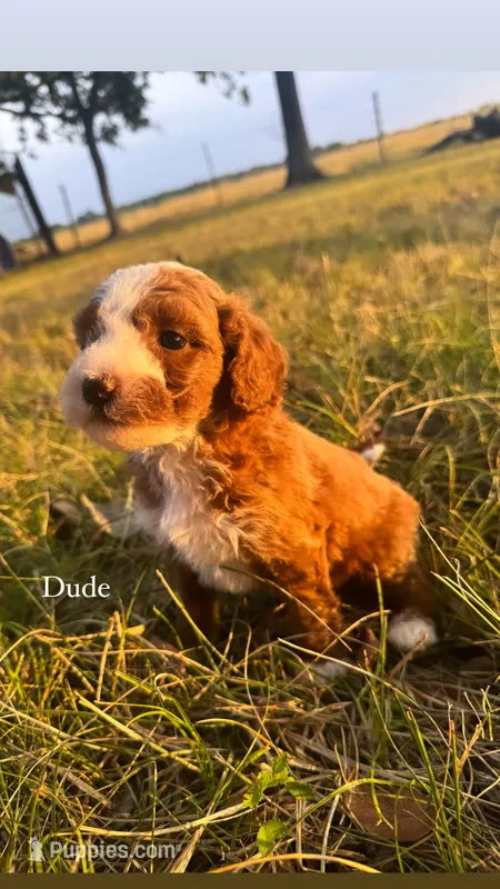 Dude – Miniature Goldendoodle puppy for sale in Idabel, OK
