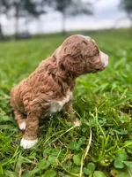 Bruce Lee, a female Miniature Goldendoodle for sale in Idabel, OK – 2 of 5