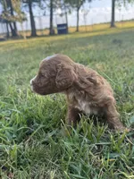 Nugget, a female Miniature Goldendoodle for sale in Idabel, OK – 2 of 5
