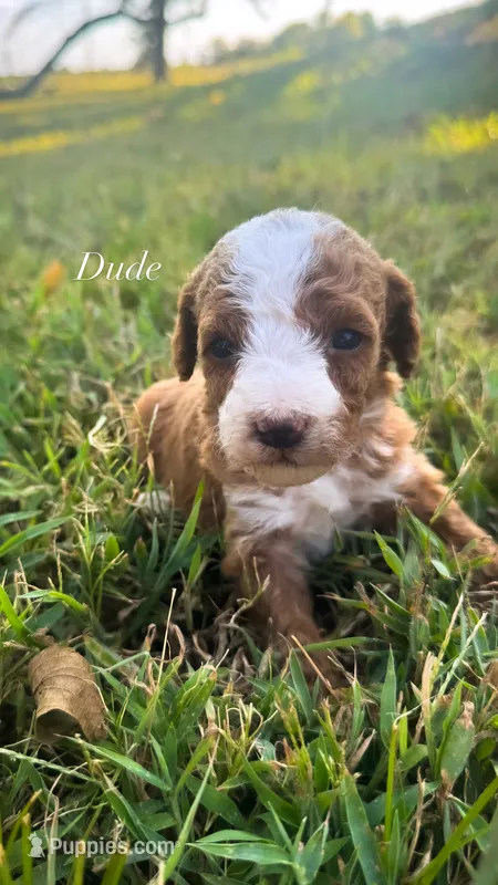 Dude – Miniature Goldendoodle puppy for sale in Idabel, OK
