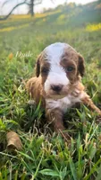 Dude, a male Miniature Goldendoodle for sale in Idabel, OK – 1 of 6