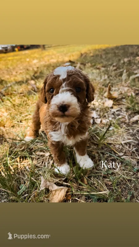 Katy – Miniature Goldendoodle puppy for sale in Idabel, OK