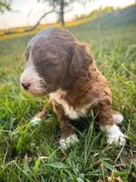 Katy, a female Miniature Goldendoodle for sale in Idabel, OK – 4 of 8
