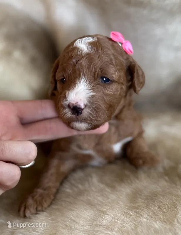 Rosie – Miniature Goldendoodle puppy for sale in Idabel, OK