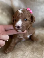 Rosie, a female Miniature Goldendoodle for sale in Idabel, OK – 1 of 3