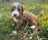 Sandy, a female Miniature Goldendoodle for sale in Idabel, OK – 3 of 4