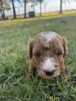 Nugget, a female Miniature Goldendoodle for sale in Idabel, OK – 4 of 5