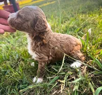 Sandy, a female Miniature Goldendoodle for sale in Idabel, OK – 2 of 4