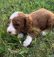 Katy, a female Miniature Goldendoodle for sale in Idabel, OK – 3 of 8