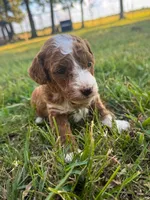 Katy, a female Miniature Goldendoodle for sale in Idabel, OK – 7 of 8