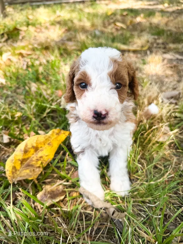 Lady – Miniature Goldendoodle puppy for sale in Idabel, OK
