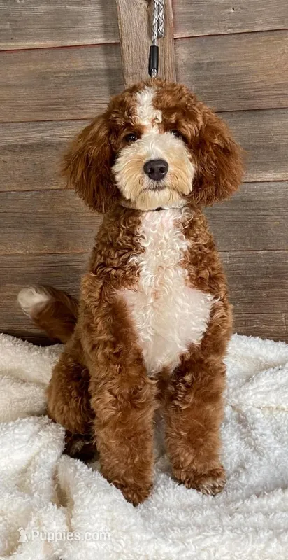 Woodrow – Miniature Goldendoodle puppy for sale in Idabel, OK