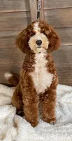 Woodrow, a male Miniature Goldendoodle for sale in Idabel, OK – 1 of 3