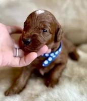 Woodrow, a male Miniature Goldendoodle for sale in Idabel, OK – 1 of 5