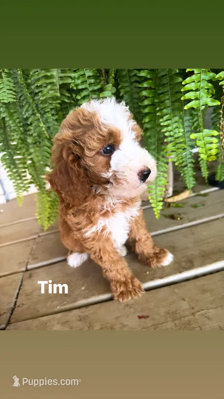 Tim – Miniature Goldendoodle puppy for sale in Idabel, OK