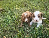 Lady, a female Miniature Goldendoodle for sale in Idabel, OK – 3 of 5