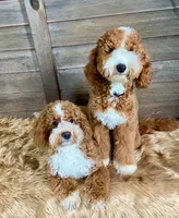 Dude, a male Miniature Goldendoodle for sale in Idabel, OK – 6 of 6