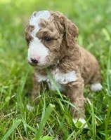 Bruce, a male Miniature Goldendoodle for sale in Idabel, OK – 5 of 7