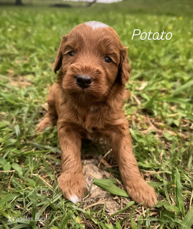 Potato  – Miniature Goldendoodle puppy for sale in Idabel, OK