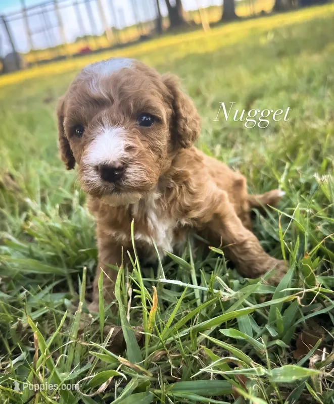 Nugget – Miniature Goldendoodle puppy for sale in Idabel, OK