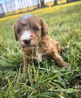 Nugget, a female Miniature Goldendoodle for sale in Idabel, OK – 1 of 5