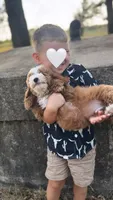 Tim, a male Miniature Goldendoodle for sale in Idabel, OK – 4 of 8