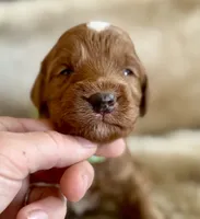 Potato , a male Miniature Goldendoodle for sale in Idabel, OK – 1 of 4