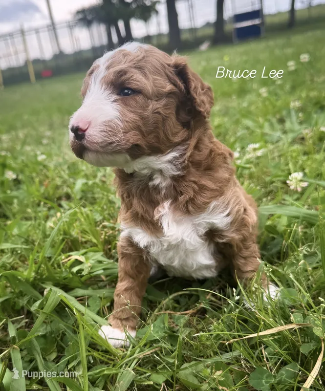 Bruce Lee – Miniature Goldendoodle puppy for sale in Idabel, OK