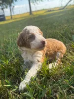 Lady, a female Miniature Goldendoodle for sale in Idabel, OK – 4 of 5