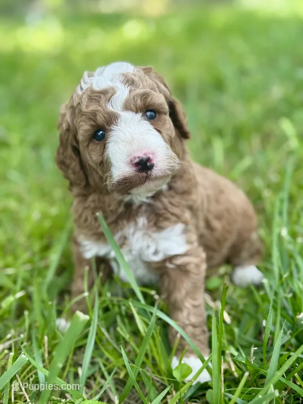 Bruce Lee – Miniature Goldendoodle puppy for sale in Idabel, OK