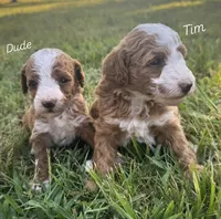 Dude, a male Miniature Goldendoodle for sale in Idabel, OK – 2 of 6