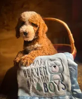 Tim, a male Miniature Goldendoodle for sale in Idabel, OK – 2 of 8