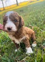 Katy, a female Miniature Goldendoodle for sale in Idabel, OK – 5 of 8