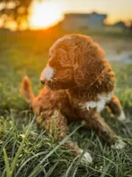 Bruce, a male Miniature Goldendoodle for sale in Idabel, OK – 2 of 7