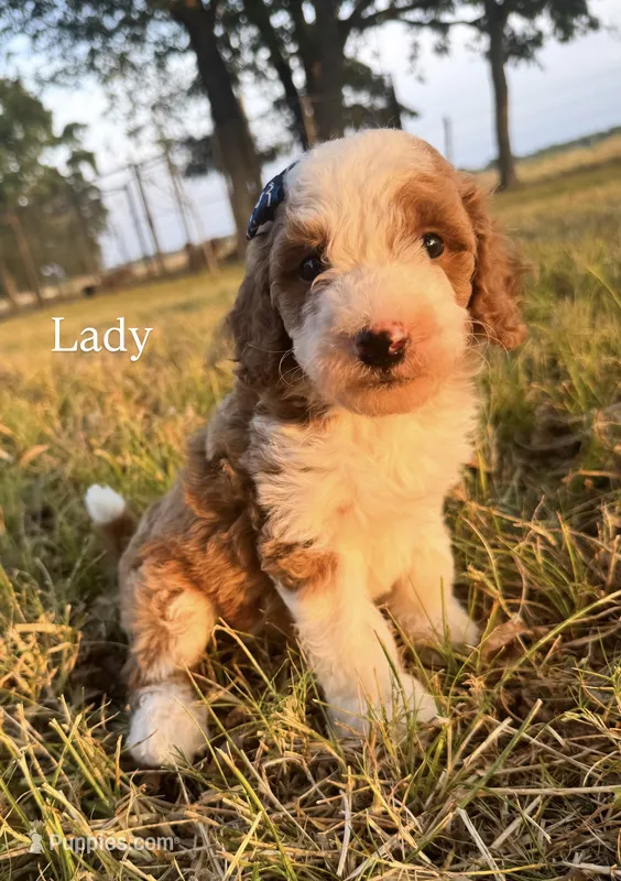Lady – Miniature Goldendoodle puppy for sale in Idabel, OK