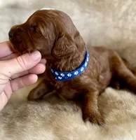 Woodrow, a male Miniature Goldendoodle for sale in Idabel, OK – 2 of 5