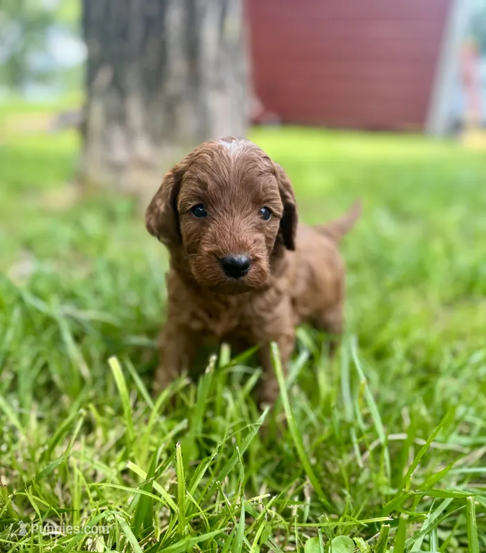 Woodrow – Miniature Goldendoodle puppy for sale in Idabel, OK
