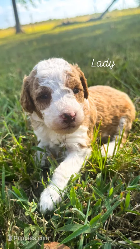 Lady – Miniature Goldendoodle puppy for sale in Idabel, OK
