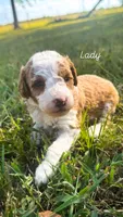 Lady, a female Miniature Goldendoodle for sale in Idabel, OK – 1 of 5
