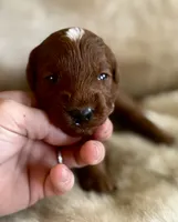 Woodrow, a male Miniature Goldendoodle for sale in Idabel, OK – 3 of 5