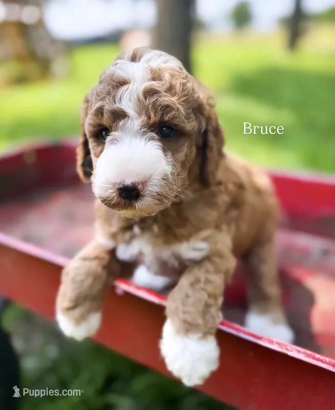 Bruce Lee – Miniature Goldendoodle puppy for sale in Idabel, OK