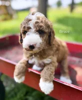 Bruce, a male Miniature Goldendoodle for sale in Idabel, OK – 3 of 7