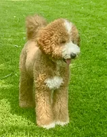Potato , a male Miniature Goldendoodle for sale in Idabel, OK – 4 of 4