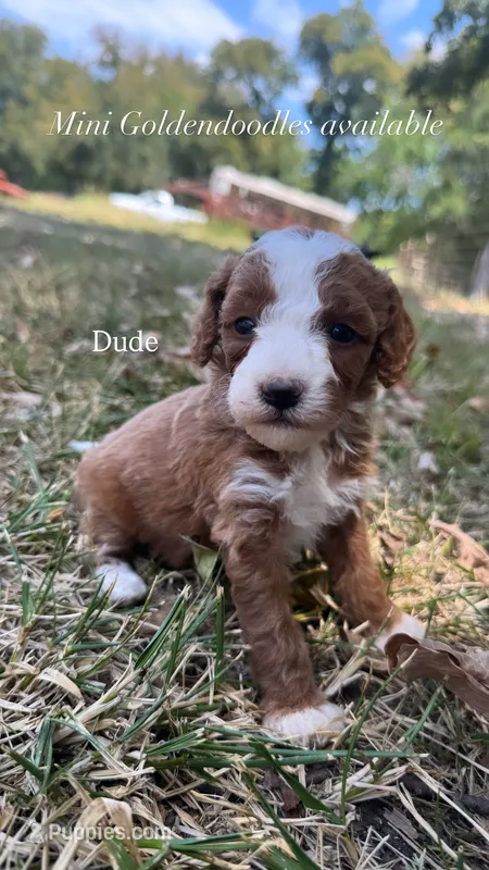 Dude – Miniature Goldendoodle puppy for sale in Idabel, OK