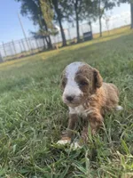 Dude, a male Miniature Goldendoodle for sale in Idabel, OK – 4 of 6